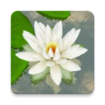 Logo of 3D Lotus Free android Application 